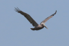 Brown Pelican (Pelecanus occidentalis)