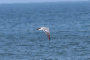 Laughing Gull (Leucophaeus atricilla)