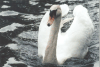 Mute Swan (Cygnus olor)