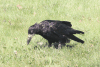 Rook (Corvus frugilegus)