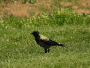 Hooded Crow (Corvus cornix)