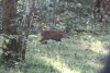 Indian Muntjac ssp. malabaricus (Muntiacus muntjak malabaricus)