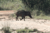 Sri Lankan Boar (Sus scrofa affinis)