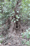 Termite Mound