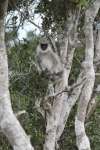 Tufted Gray Langur (Semnopithecus priam)