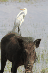 Sri Lankan Boar (Sus scrofa affinis)