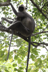 Tufted Gray Langur (Semnopithecus priam)