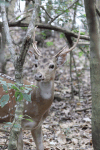 Chital (Axis axis)