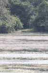 Sri Lankan Leopard (Panthera pardus kotiya)