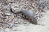 Ruddy Mongoose (Urva smithii)