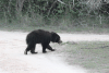 Sri Lankan Sloth Bear (Melursus ursinus inornatus)