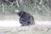 Sri Lankan Sloth Bear (Melursus ursinus inornatus)