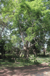 Banyan Tree (Ficus benghalensis)