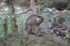 Toque Macaque (Macaca sinica)