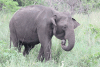 Sri Lankan Elephant (Elephas maximus maximus)