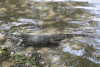 Asian Water Monitor (Varanus salvator salvator)