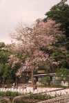 Pink Poui (Tabebuia rosea)