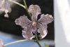 Orchid