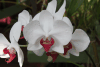 Orchid