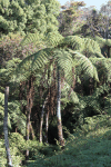 Huge Tree Fern