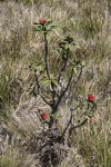 Tree Rhododendron (Rhododendron arboreum)