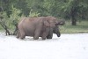 Sri Lankan Elephant (Elephas maximus maximus)