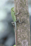 Common Green Forest Lizard (Calotes calotes)