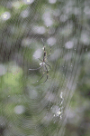 Giant Golden Orb Weaver (Nephila pilipes)