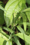 Common Green Forest Lizard (Calotes calotes)