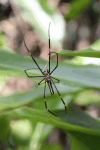 Giant Golden Orb Weaver (Nephila pilipes)