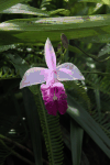 Bamboo Orchid (Arundina graminifolia)