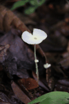 Fragile Dapperling (Leucocoprinus fragilissimus)