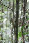 Hump Snout Lizard (Lyriocephalus scutatus)