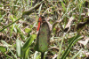 Rufous Marsh Glider (Rhodothemis rufa)