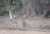 Sri Lankan Leopard (Panthera pardus kotiya)