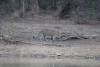 Sri Lankan Leopard (Panthera pardus kotiya)