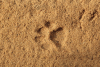 Leopard Track