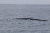 Blue Whale (Balaenoptera musculus)