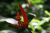 Heliconia (Heliconia sp.)