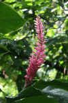 Red Ginger (Alpinia purpurata)