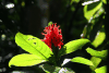 Cardinals Guard (Pachystachys coccinea)