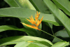 Heliconia (Heliconia sp.)