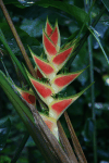 Heliconia (Heliconia sp.)