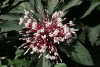 Starburst Bush (Clerodendrum quadriloculare)