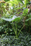 Elephant Ear (Alocasia macrorrhizos)