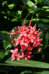 Jungle Flame (Ixora coccinea)