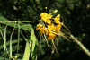 Peacock Flower (Caesalpinia pulcherrima)