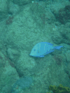 Acanthurus coeruleus