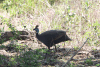 Southern Helmeted Guineafowl (Numida meleagris coronatus)