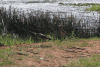 African Wattled Lapwing (Vanellus senegallus)